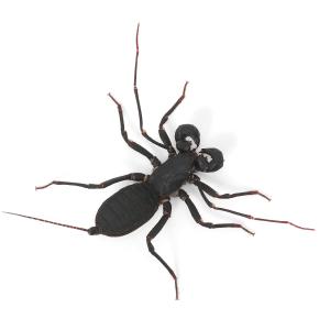 (昆虫)アマミサソリモドキ WD(1匹)の詳細画像1