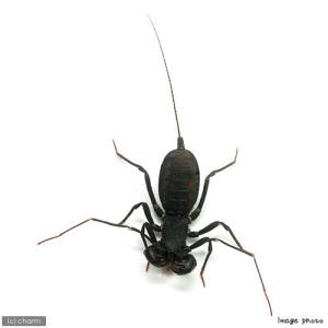 (昆虫)アマミサソリモドキ WD(1匹)の詳細画像2