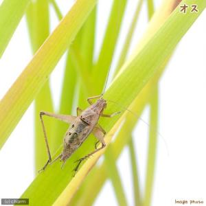 （昆虫）マツムシ（１ペア）　北海道・九州航空便要保温