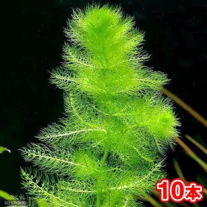 （水草）メダカ・金魚藻　ウトリクラリア　アウレア（ノタヌキモ）（無農薬）（１０本）｜chanet
