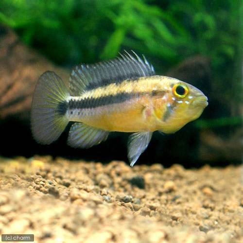 （熱帯魚）アピストグラマ・アタフアルパ（ワイルド）（１ペア）　北海道・九州航空便要保温