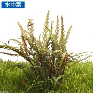 (水草)ハイグロフィラ ピンナティフィダ(水上...の詳細画像1