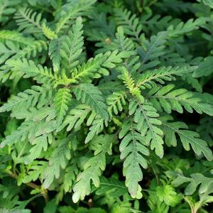 水草 ハイグロフィラ サリチフォリア 水上葉 無農薬 ６本 チャーム Charm Paypayモール店 通販 Paypayモール