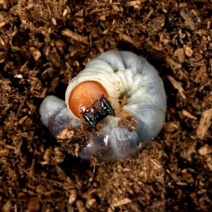 (昆虫)国産オオクワガタ 岡山県津山市産 幼虫(...の商品画像