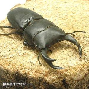 (昆虫)国産オオクワガタ 岡山県津山市産 幼虫...の詳細画像1