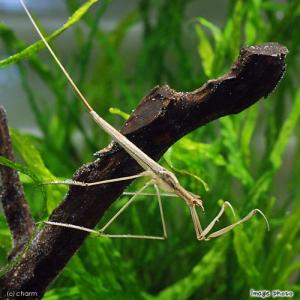 （昆虫）ミズカマキリ　成虫（１匹）　北海道・九州航空便要保温｜chanet