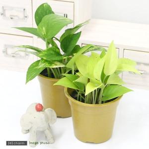 (観葉植物)ポトス 品種おまかせ 3号(1ポット)の詳細画像1
