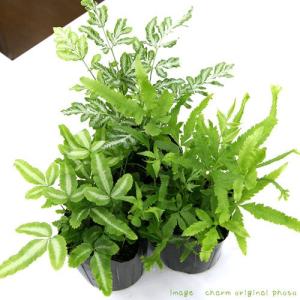 (観葉植物)プテリス 品種おまかせ 3号(1ポ...の詳細画像1
