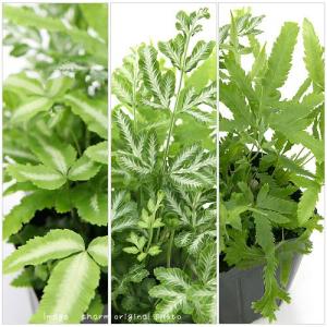 (観葉植物)プテリス 品種おまかせ 3号(1ポ...の詳細画像2