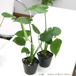 (観葉植物)モンステラ 3〜3.5号(1ポット)の詳細画像1