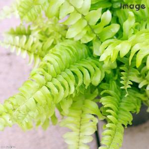 (観葉植物)シダ ネフロレピス ツデー 3号(...の詳細画像1