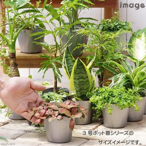 (観葉植物)シダ ネフロレピス ツデー 3号(...の詳細画像2