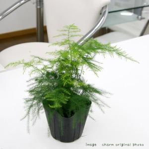 アスパラガス 観葉植物 観葉植物 の商品一覧 花 ガーデニング 通販 Yahoo ショッピング