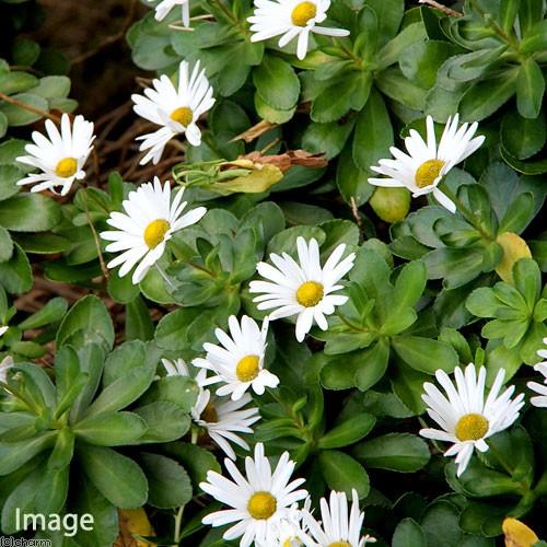 （山野草）キク（菊）　ハマギク（浜菊）　３号（１ポット）（休眠状態）