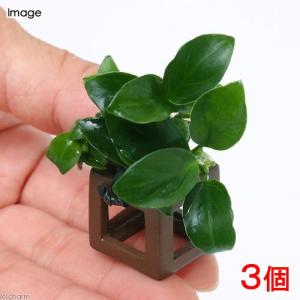 チャーム（charm） （水草）組織培養オリエンタル製 ブセファランドラ