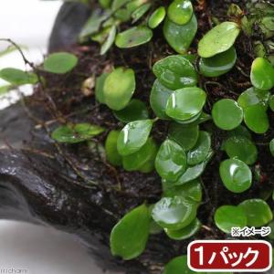 (観葉植物)テラリウム 苔 シダ(羊歯)マメヅタ...の商品画像