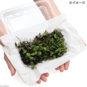 (観葉植物)テラリウム 苔 シダ(羊歯)マメヅ...の詳細画像1