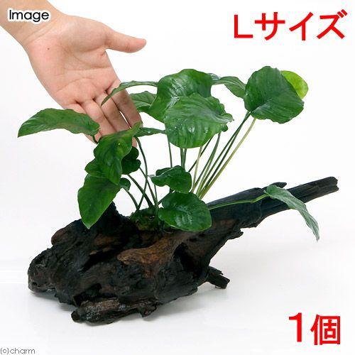 （水草）アヌビアス　バルテリーｓｐ．　リンクルリーフ　流木付　Ｌサイズ（１本）（約２５ｃｍ）