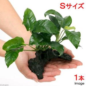 水草）流木 ザ ボンサイ Ver．アヌビアスナナ 3種セット（約