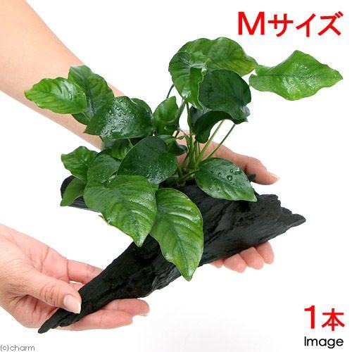 （水草）アヌビアス　バルテリー　ナナ　流木付　Ｍサイズ（１本）（約２０ｃｍ）