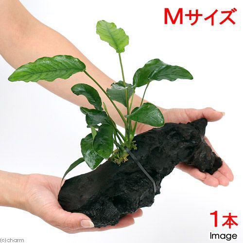 （水草）アヌビアス　バルテリー　細葉タイプ　流木付　Ｍサイズ（１本）（約２０ｃｍ）