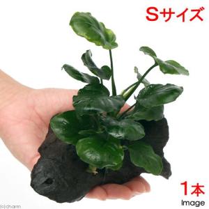 （水草）アヌビアス　バルテリー　ラウンドリーフ　流木付　Ｓサイズ（１本）（約１５ｃｍ）｜chanet