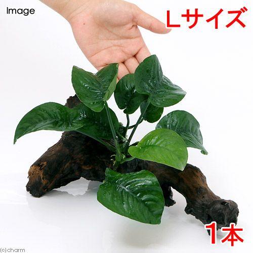 （水草）アヌビアス　バルテリー　バタフライ　流木付　Ｌサイズ（１本）（約２５ｃｍ）