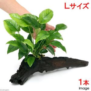 チャーム（charm） （水草）アヌビアス バルテリー Lサイズ（1株分