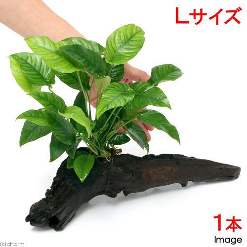 （水草）アヌビアス　バルテリー　ストライプ　流木付　Ｌサイズ（１本）（流木　約２５ｃｍ）