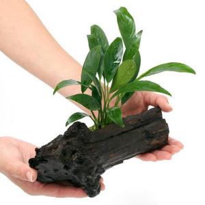 オザヤン⭐︎水槽用流木とアヌビアス 観葉植物のセット chanet_460845