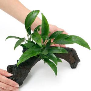 チャーム（charm） （水草）初心者向け アヌビアスナナ 流木巻き付け