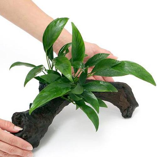 （水草）アヌビアス　コンゲンシス　流木付　Ｌサイズ（１本）（約２５ｃｍ）