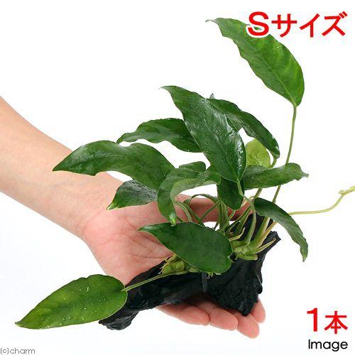 （水草）アヌビアス　ショート＆シャープ　流木付　Ｓサイズ（１本）（約１５ｃｍ）