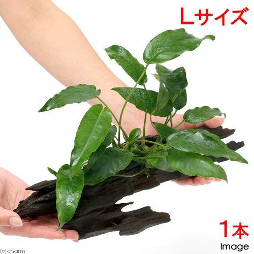 （水草）アヌビアス　ショート＆シャープ　流木付　Ｌサイズ（１本）（約２５ｃｍ）