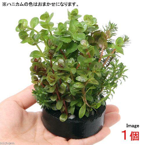 （水草）ハニカムシェルター　寄せ植えミックス　Ｖｅｒ．ロタラ（水上葉）（無農薬）（１個）