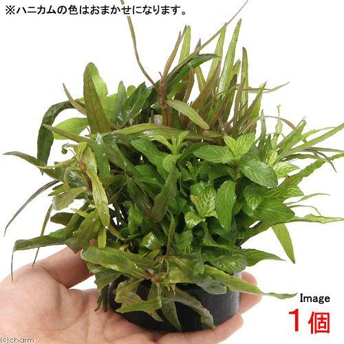 （水草）ハニカムシェルター　寄せ植えミックス　Ｖｅｒ．ハイグロフィラ（水上葉）（無農薬）（１個）