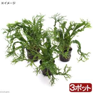 チャーム（charm） （水草）ミクロソリウムsp．スモールリーフ（水中