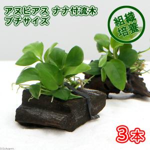 （水草）★組織培養★　アヌビアスナナ　流木　ミニサイズ（３本）（約８ｃｍ以下）（無農薬）　北海道・九州航空便要保温