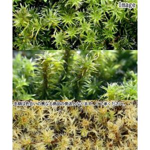 (観葉植物)テラリウム 苔 半トレー スナゴケ...の詳細画像2