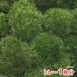 (観葉植物)テラリウム 苔 半トレー ヤマゴケ(...の商品画像
