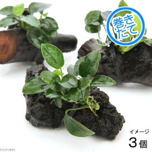 水草）アヌビアスナナ 2種 切り株流木ミニサイズセット（水上葉）（各