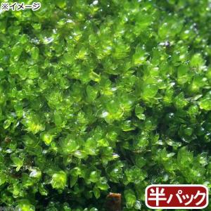 （観葉植物）苔　ホソウリゴケ　半パック