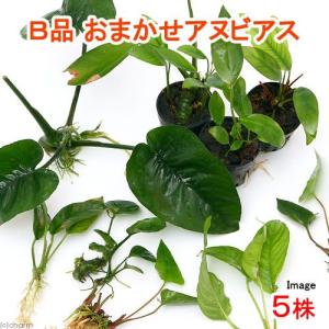 《一時非表示》（水草）（Ｂ品）おまかせアヌビアス（５株）品種表記無し　お一人様１点限り