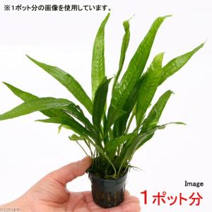 チャーム（charm） （水草）ミクロソリウム 水草苑スモールリーフ（無