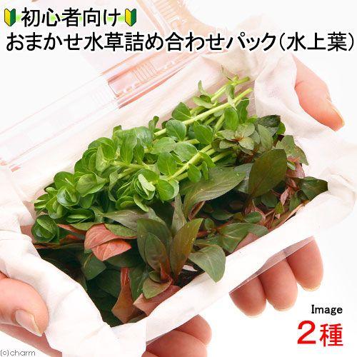 （水草）初心者向けおまかせ水草詰め合わせパック　２種（計２０本）（水上葉）（無農薬）（１パック）