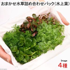 （水草）おまかせ水草詰め合わせパック　４種（水上葉）（無農薬）（１パック）