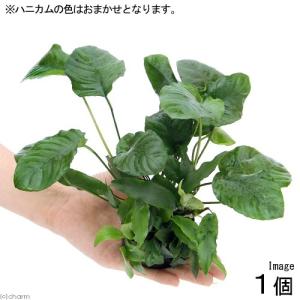 チャーム（charm） （水草）ホシクサsp．クチ（水中葉）（無農薬