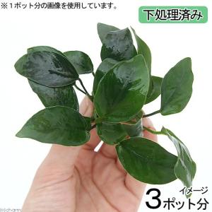 （水草）下処理済み　アヌビアスナナ（水上葉）（３ポット分）