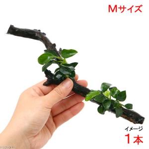 特大　アヌビアス　ナナ・ミニ流木活着② 水草）アヌビアスナナ 2種 切り株流木ミニサイズセット（水上葉）（各