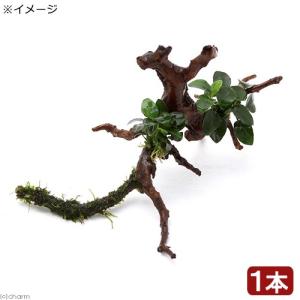 水草）☆活着済☆ アヌビアスナナ プチ付き流木 ミニサイズ（8cm